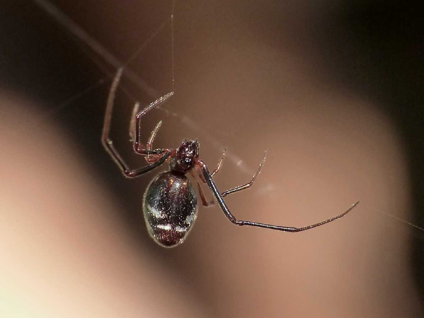 Araneus diadematus - Ostia (RM)